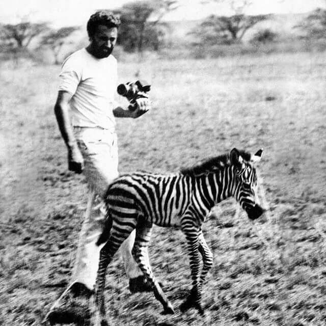 Autohome Dachzelt - Safari Africa